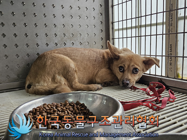 한국동물구조관리협회_411305202400839