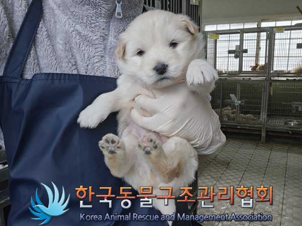 한국동물구조관리협회_441406202402119