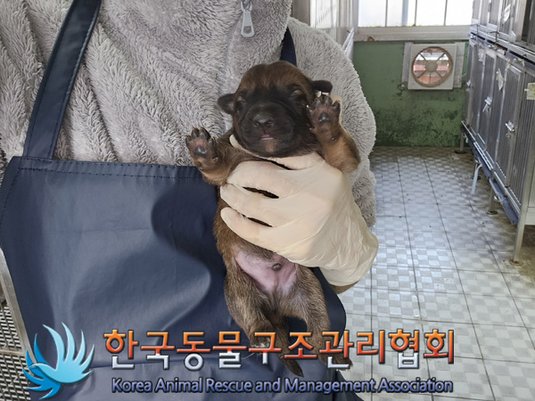 한국동물구조관리협회_441406202402103