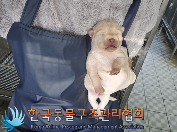 한국동물구조관리협회_441406202402108