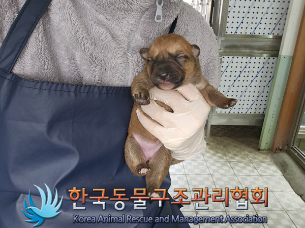 한국동물구조관리협회_441406202402105