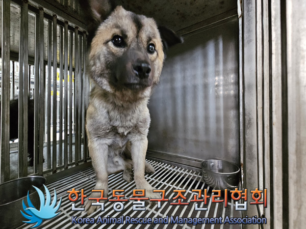 한국동물구조관리협회_441406202402101