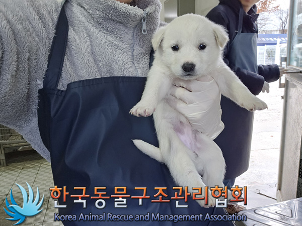 한국동물구조관리협회_441406202402122