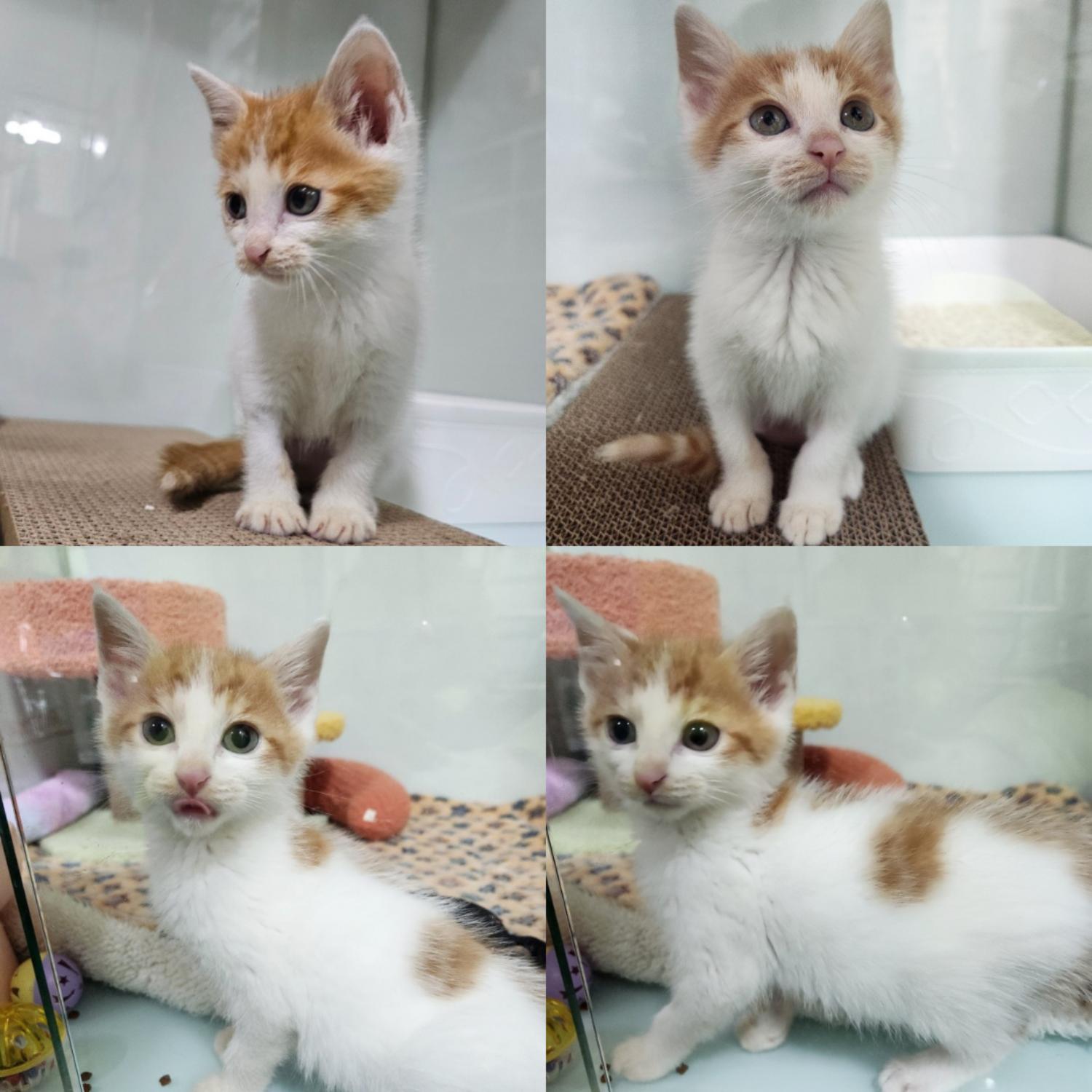 [고양이] 한국 고양이 경북-구미-2024-00351 유기동물 배경 이미지 입니다.