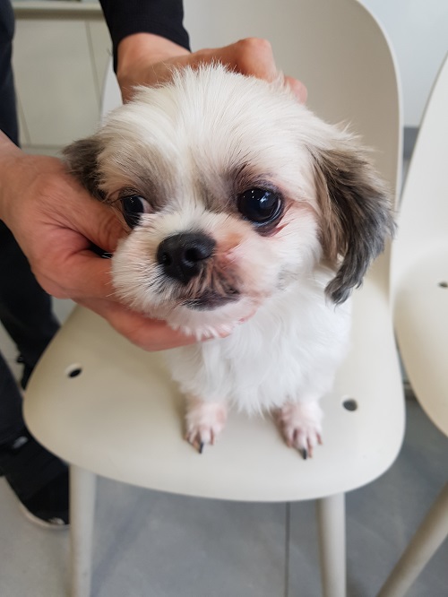 조재진동물병원_428354202401537