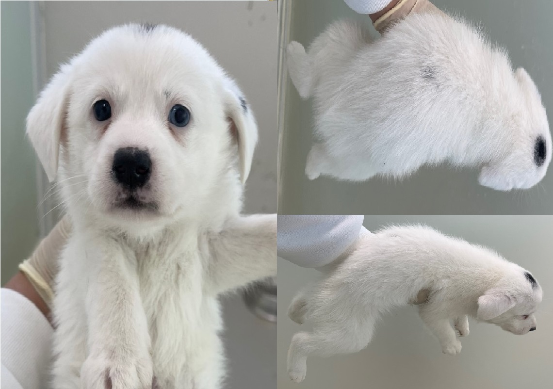 서산시 동물보호센터_444453202401629