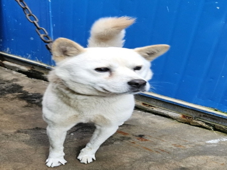 원주시동물보호센터_442419202400914