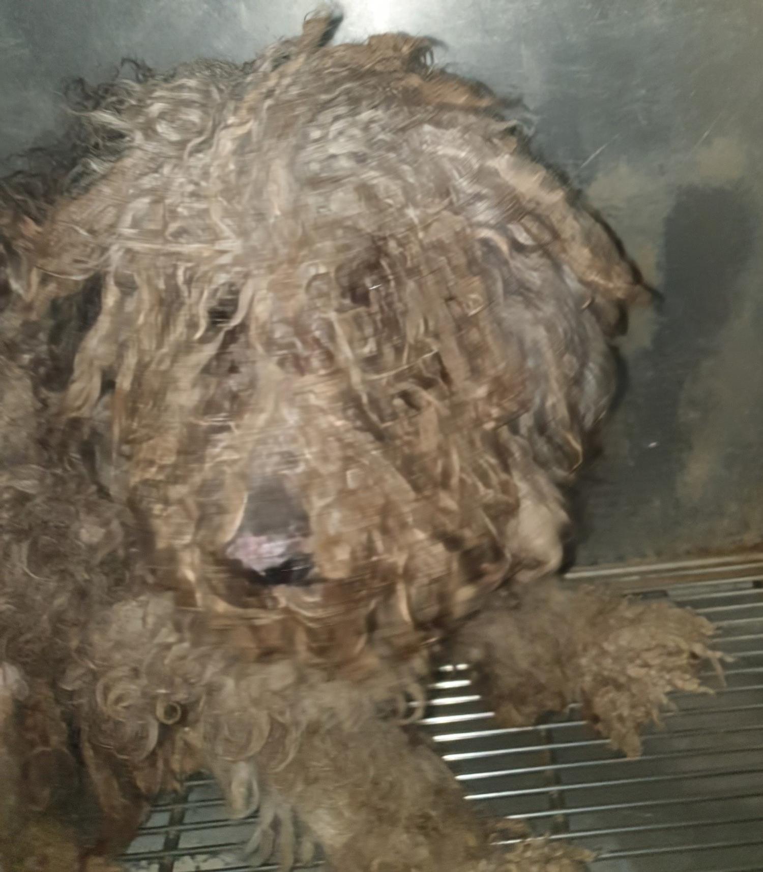 인천광역시수의사회_428353202401302