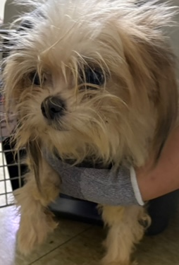 인천광역시수의사회_428353202401309