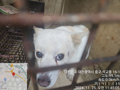 대전동물보호센터_430365202400597