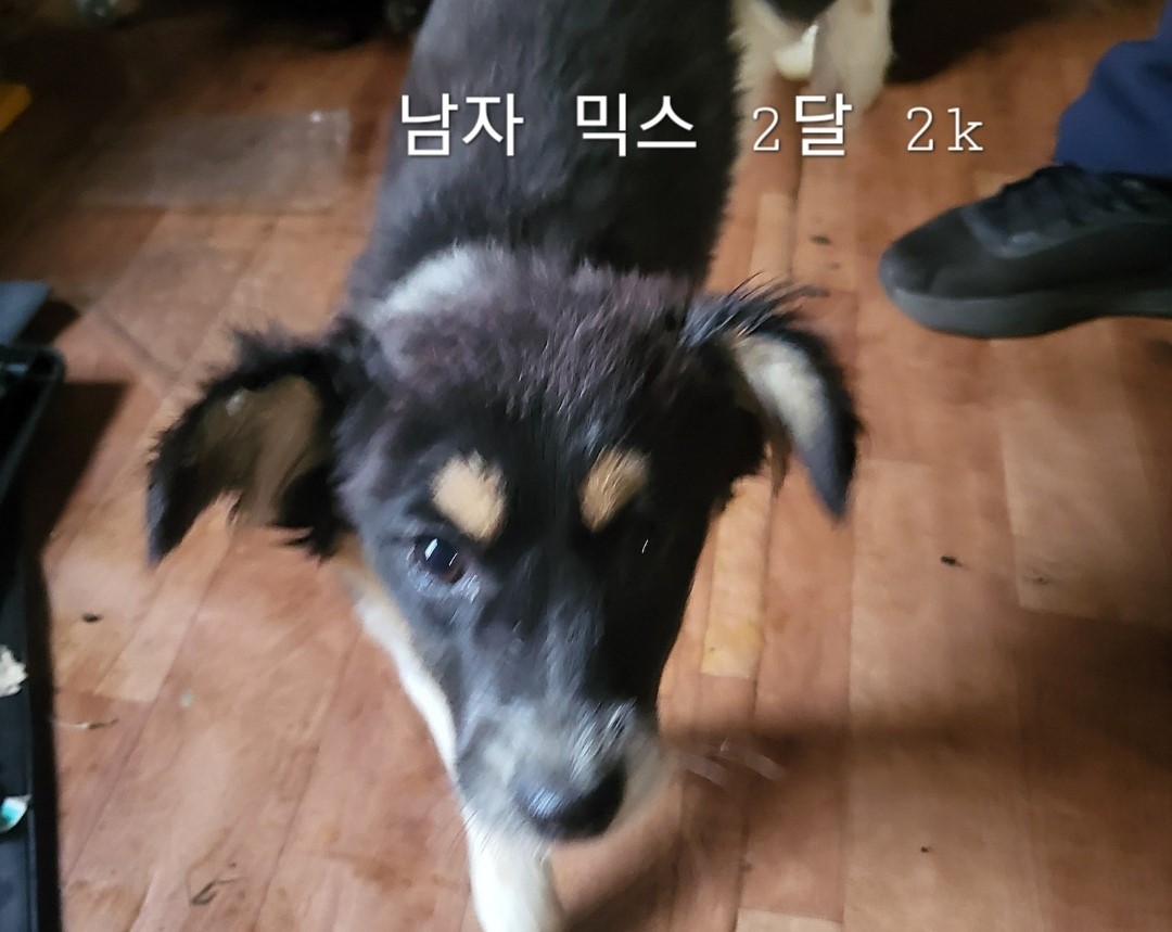 옥천동물병원_443443202400758