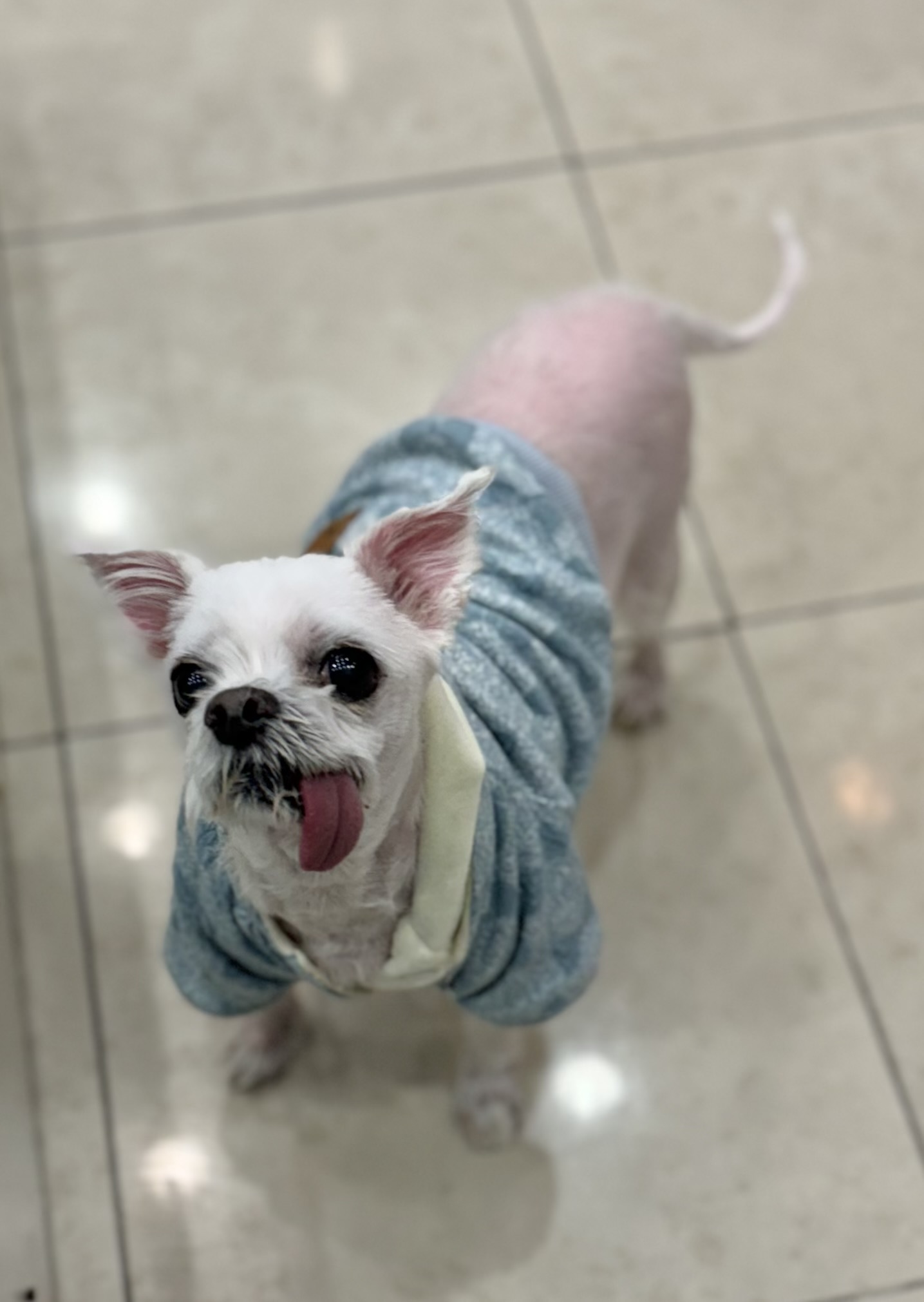 펫토이동물병원_411302202400905