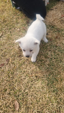 보호중 믹스견의 가…