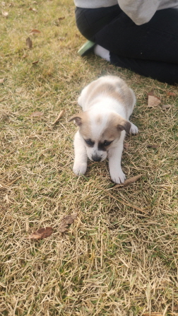 보호중 믹스견의 가…