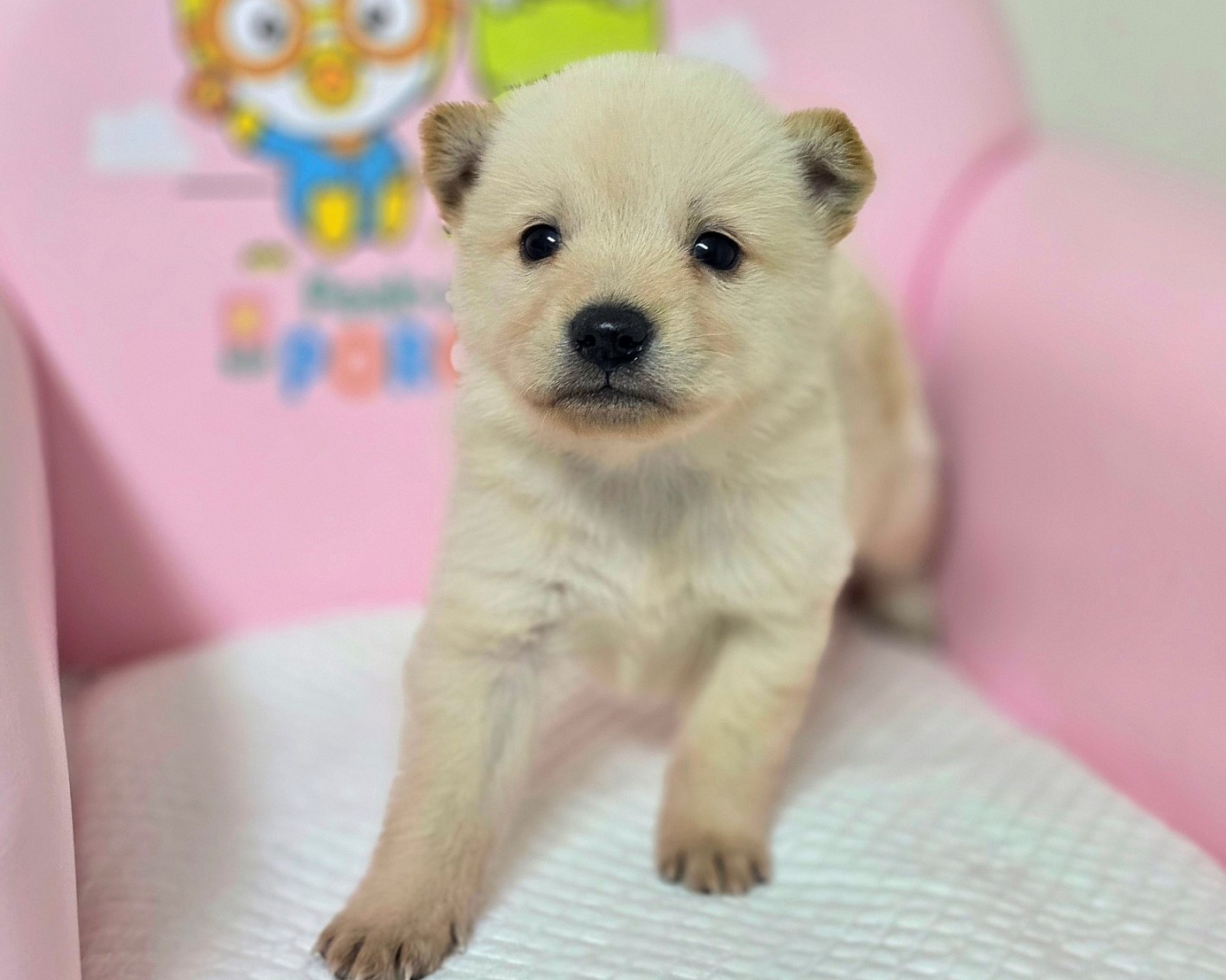 창원유기동물보호소_448567202401317