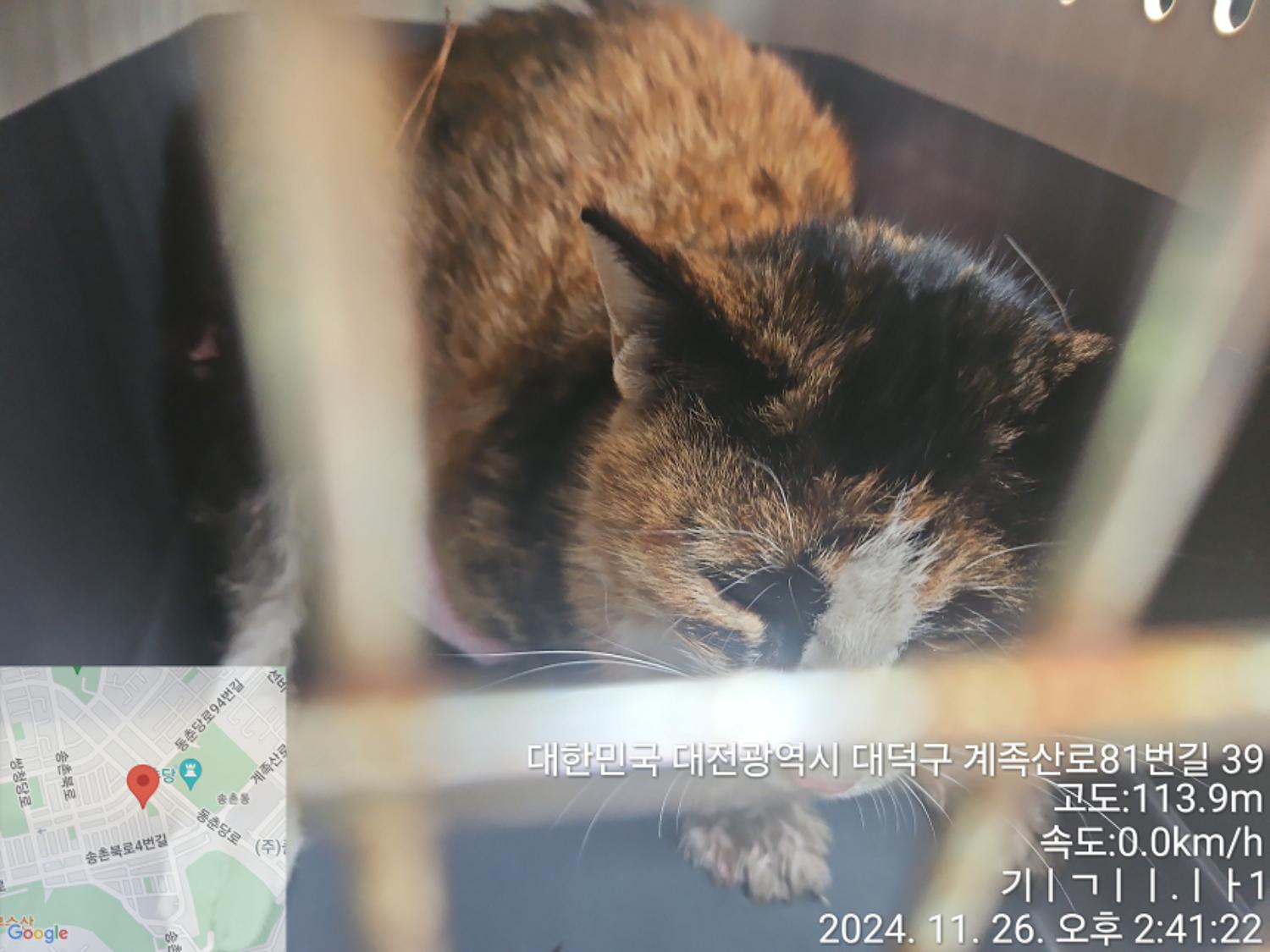 대전동물보호센터_430368202400567