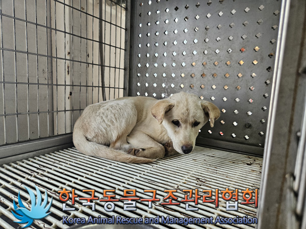 한국동물구조관리협회_441409202401871