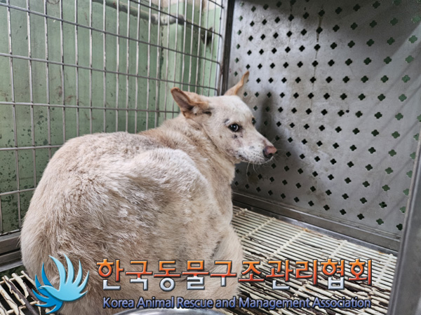 한국동물구조관리협회_441409202401872