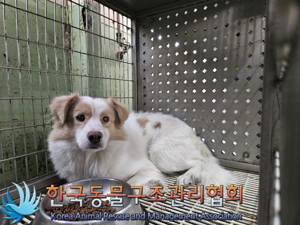 한국동물구조관리협회_411306202400862