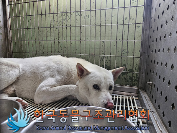 한국동물구조관리협회_411311202401014