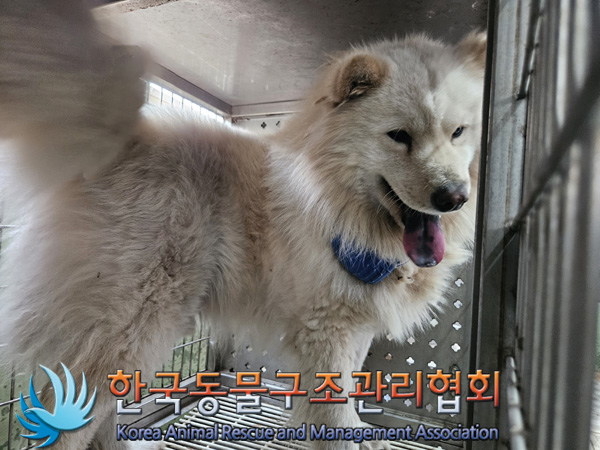 한국동물구조관리협회_441559202401367