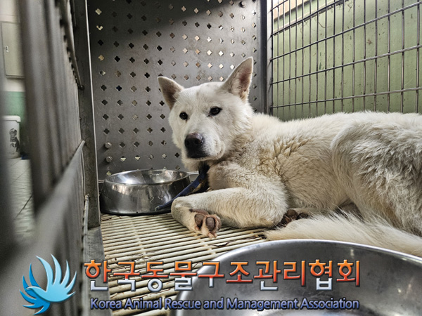 한국동물구조관리협회_441392202400286