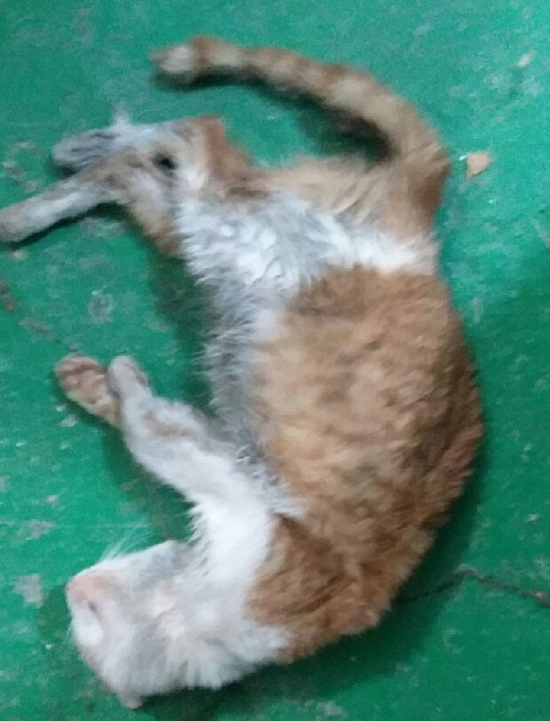 대구유기동물보호협회_427345202400794