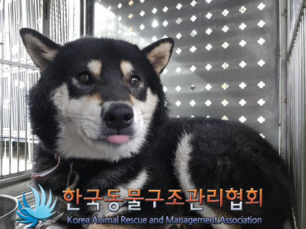 한국동물구조관리협회_441560202401396