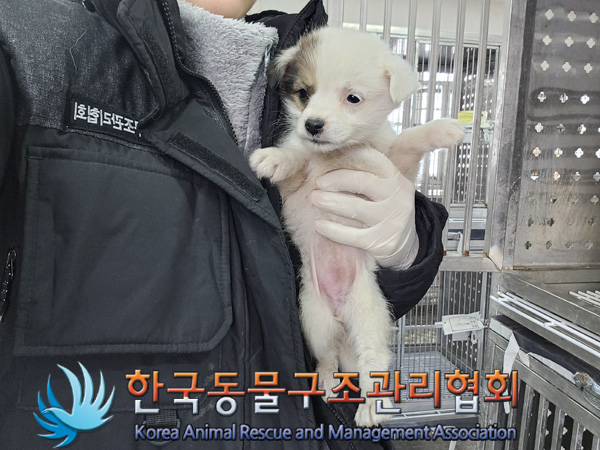 한국동물구조관리협회_441406202402131