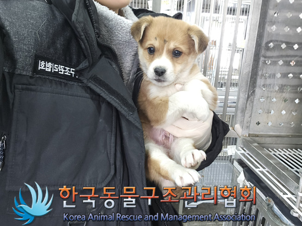 한국동물구조관리협회_441406202402132