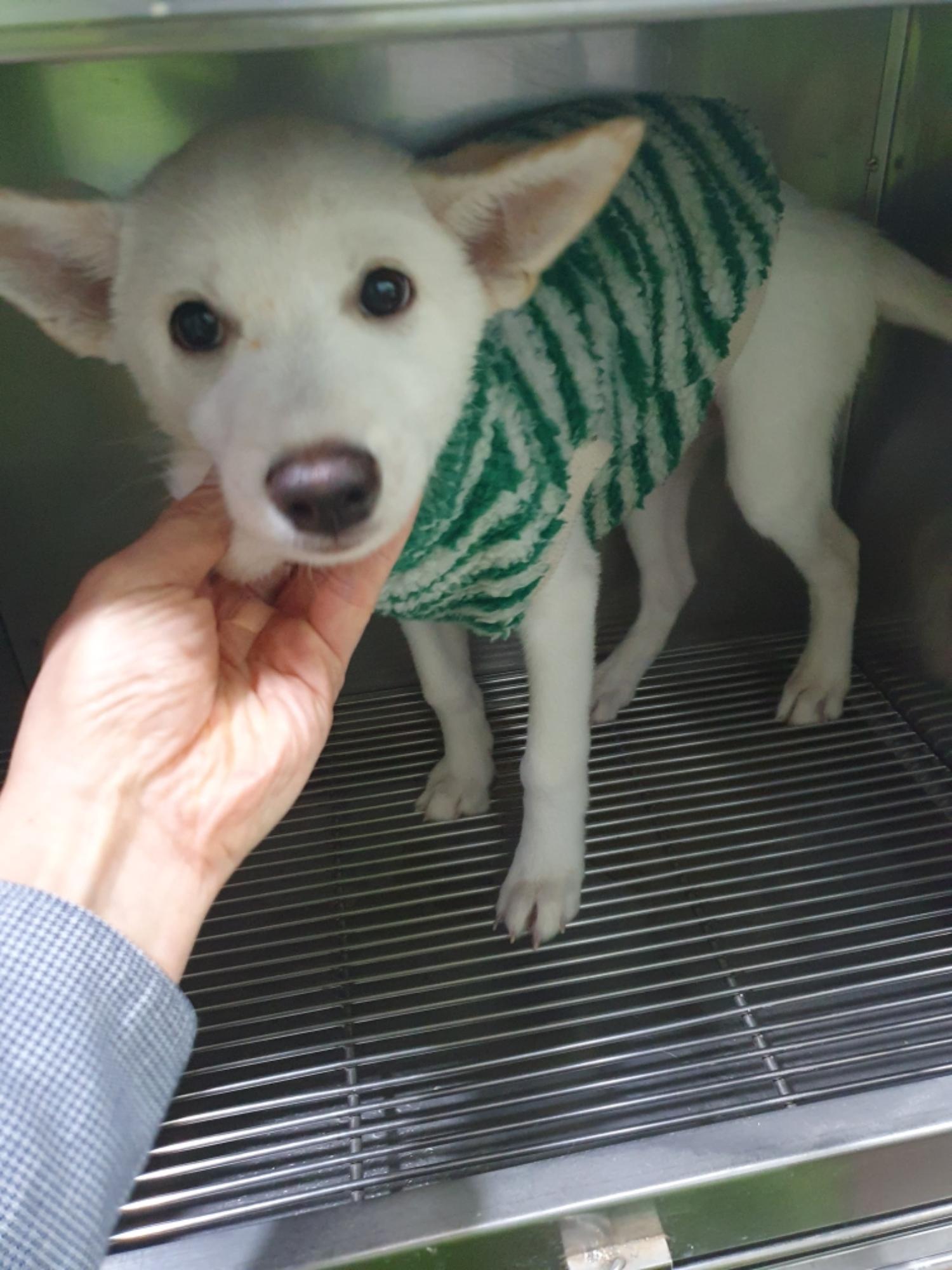 펫앤쉘터동물병원_441378202401541