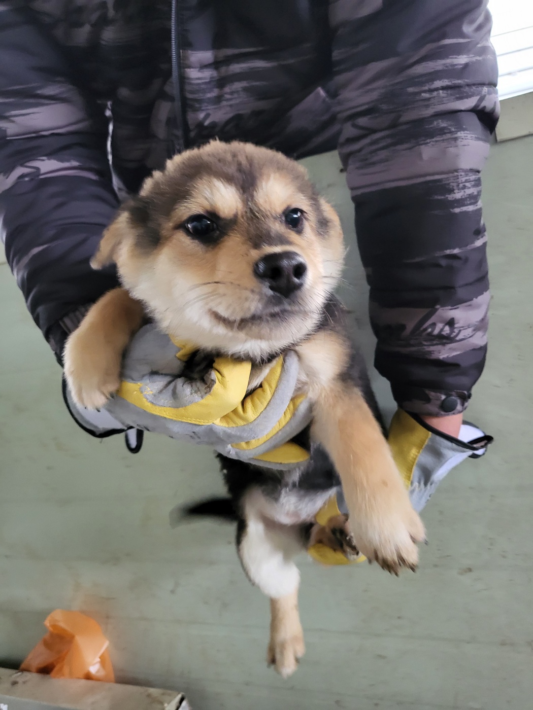 평택시유기동물보호소_441391202403450