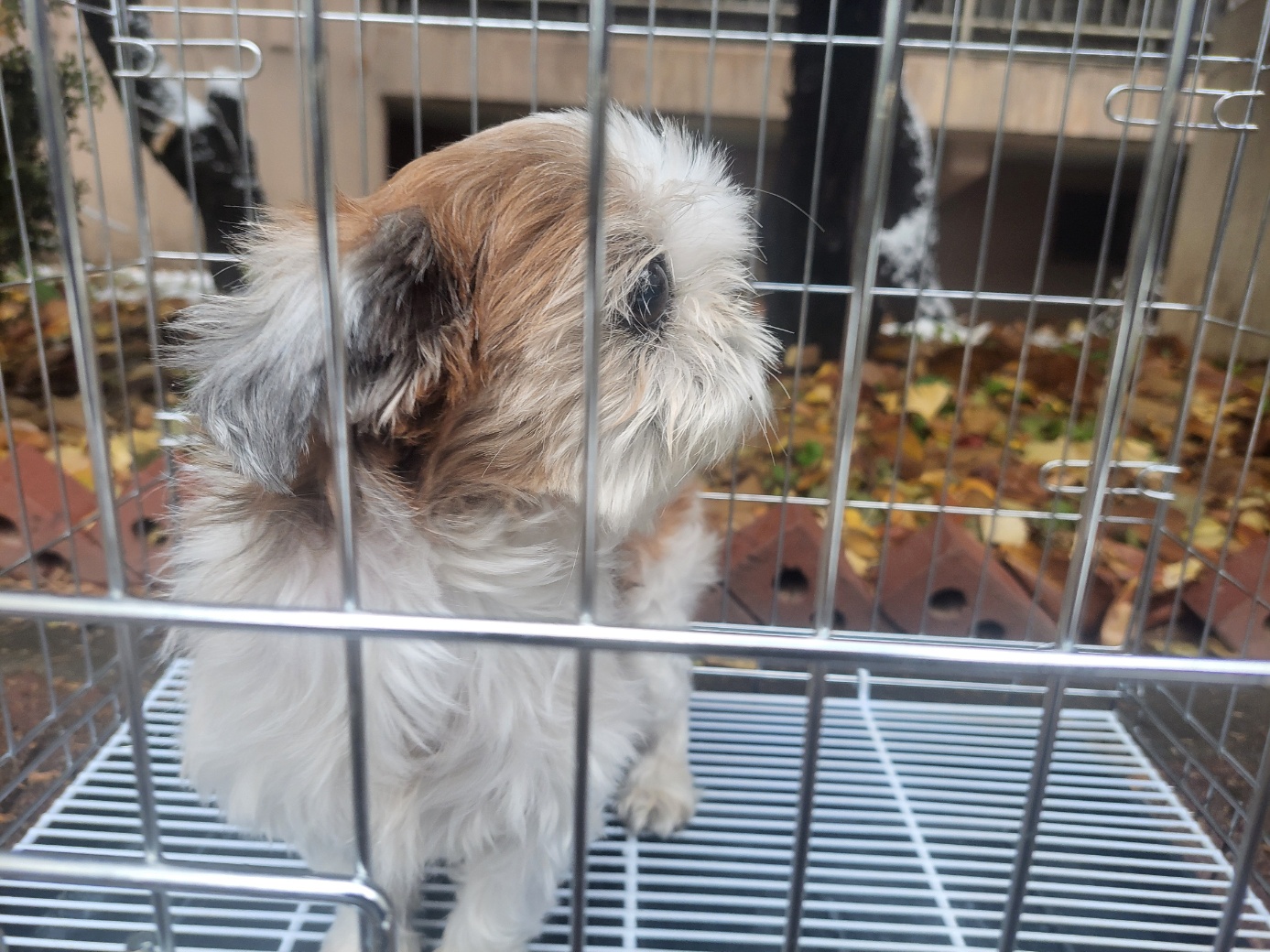 종료(반환) 시츄의…