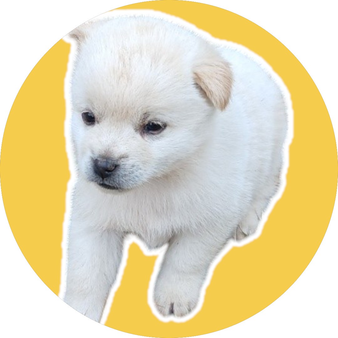 청도군동물보호소_447519202400457