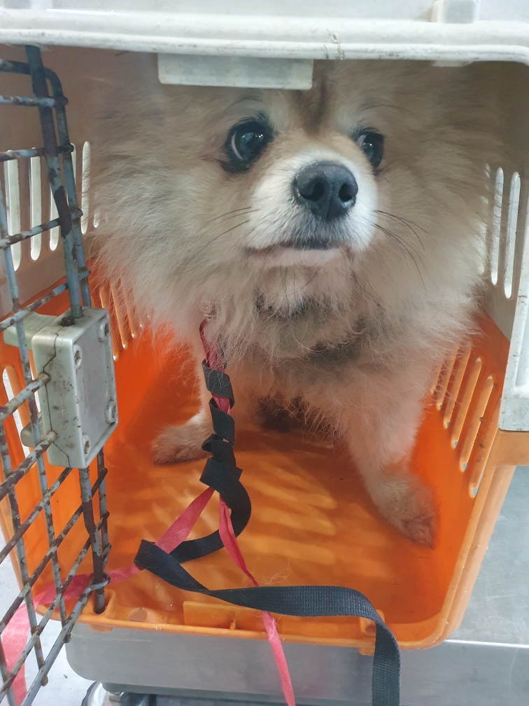 펫앤쉘터동물병원_441378202401544