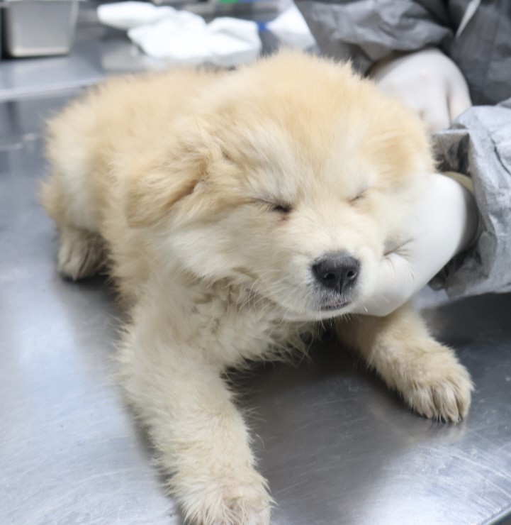 종료(입양) 믹스견…