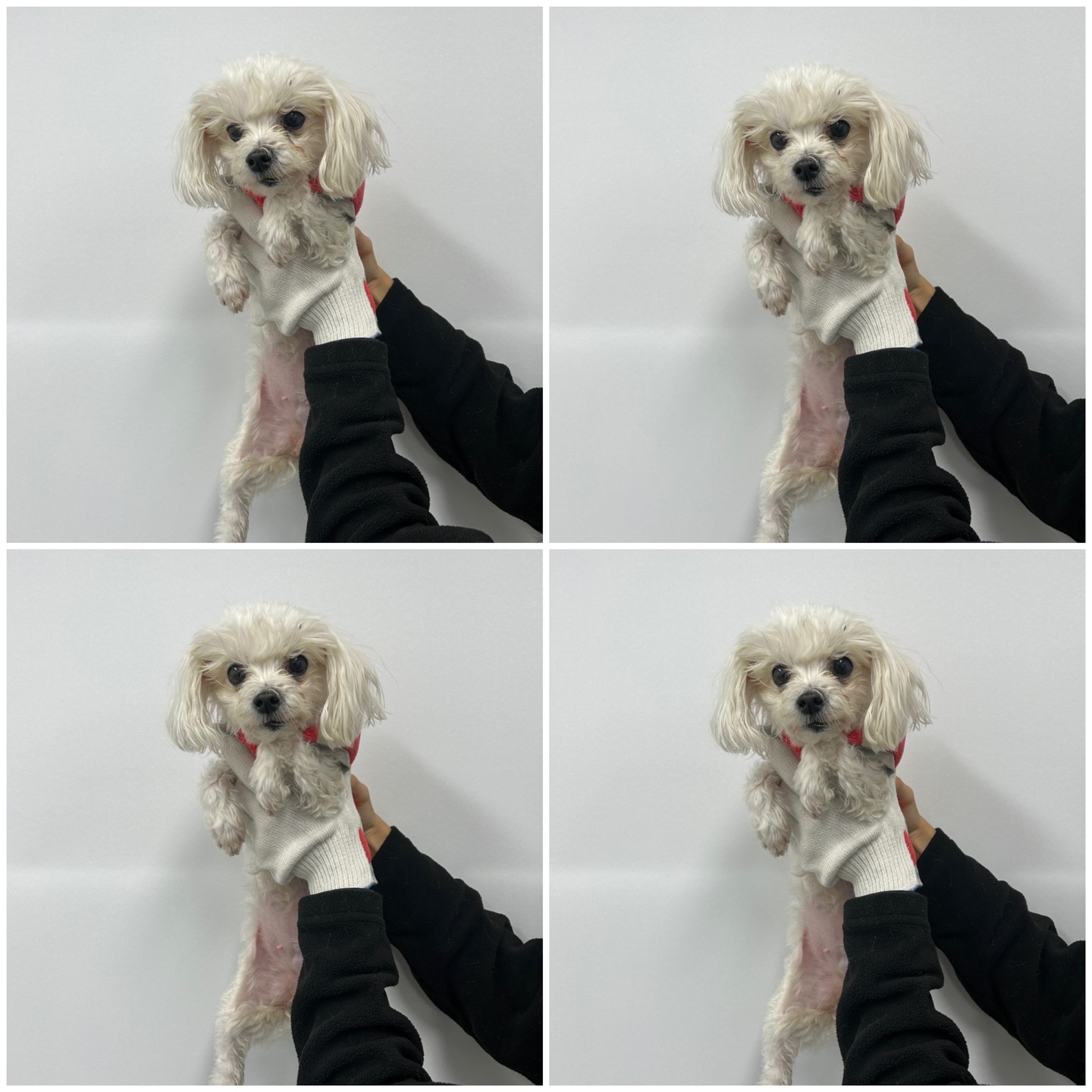 천안시 동물보호센터_444449202402183