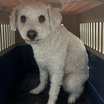 종료(반환) 믹스견…