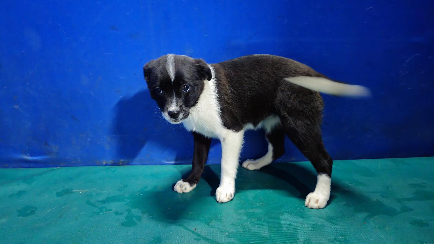 보호중 믹스견의 가…