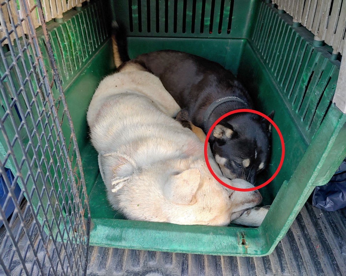 종료(반환) 진도견…