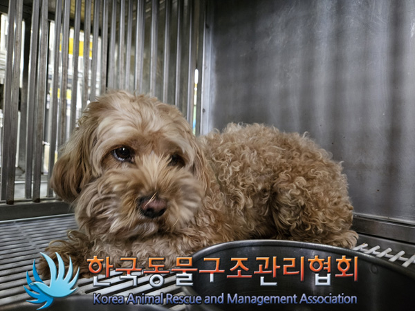 한국동물구조관리협회_441392202400291