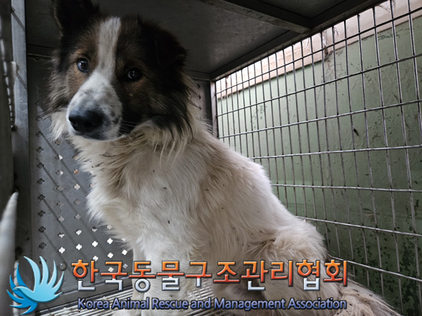 한국동물구조관리협회_441409202401876