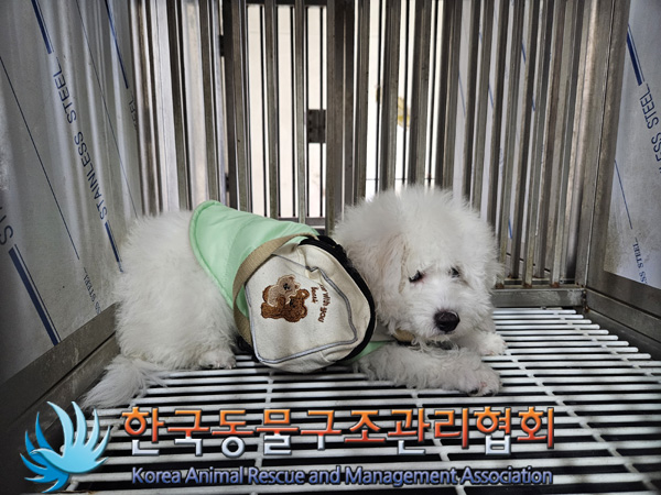 한국동물구조관리협회_441382202400824