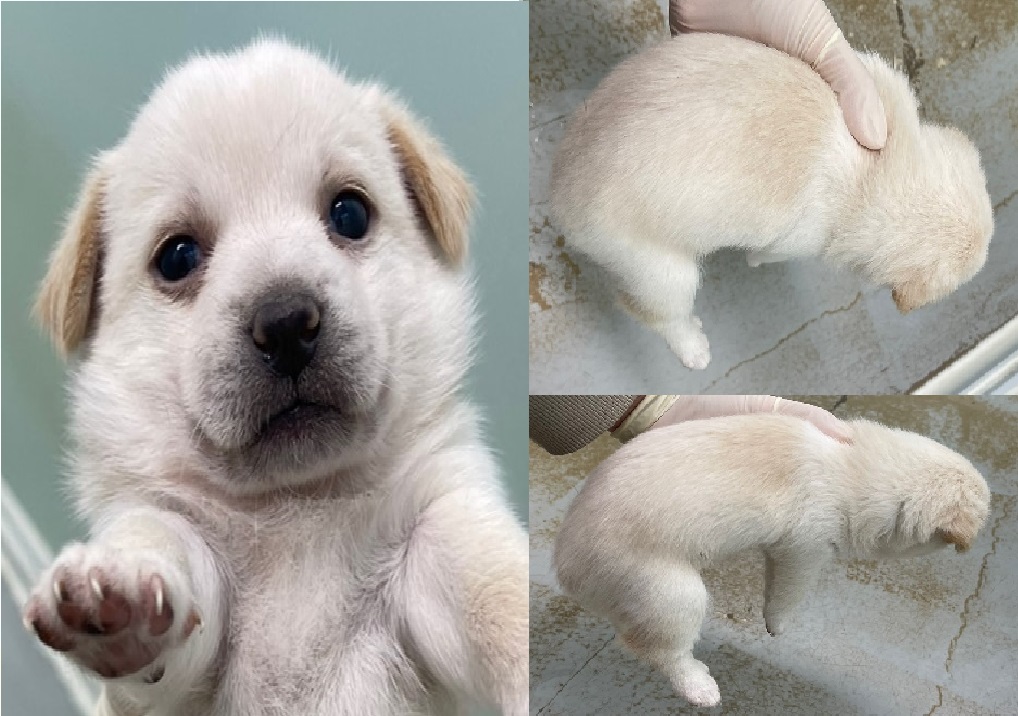 서산시 동물보호센터_444453202401558