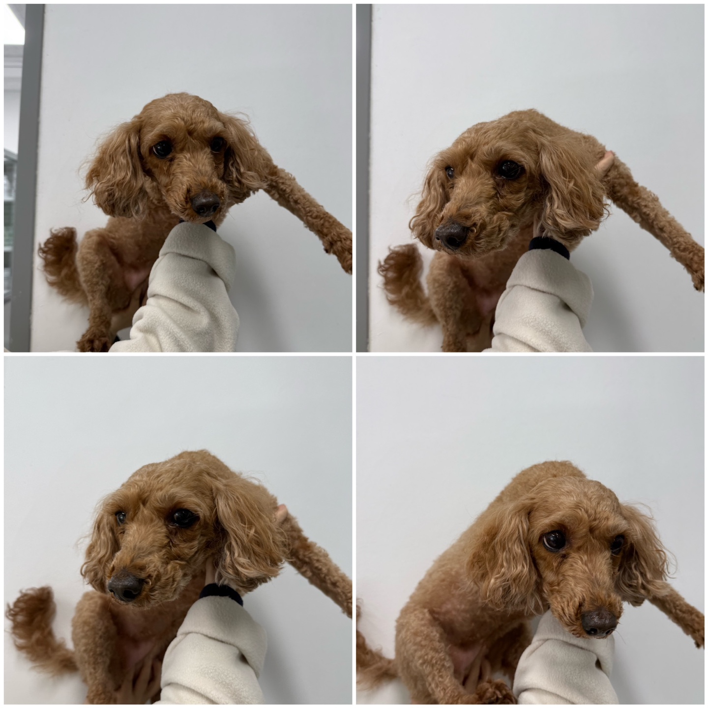 천안시 동물보호센터_444449202402184