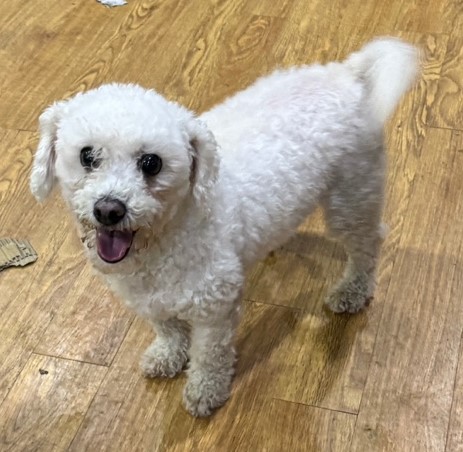 당진시동물보호소_444568202401302