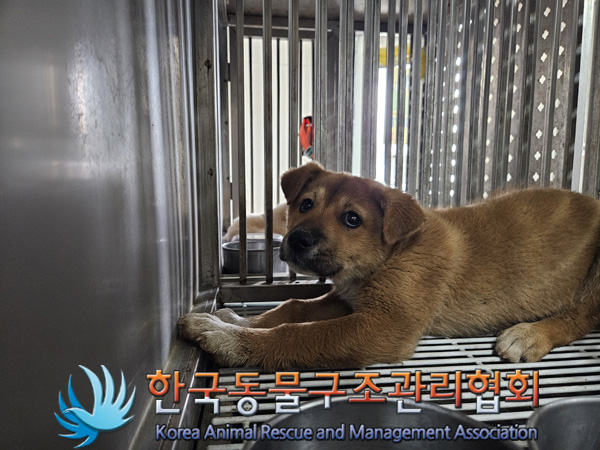 한국동물구조관리협회_441406202402133