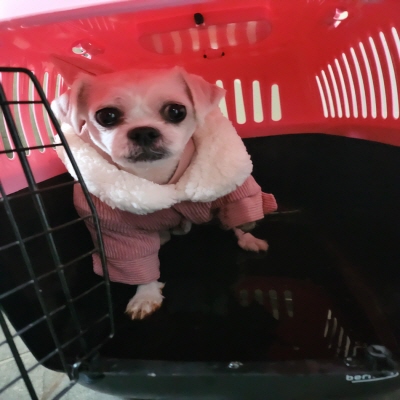 동부유기동물보호협회_426333202400709