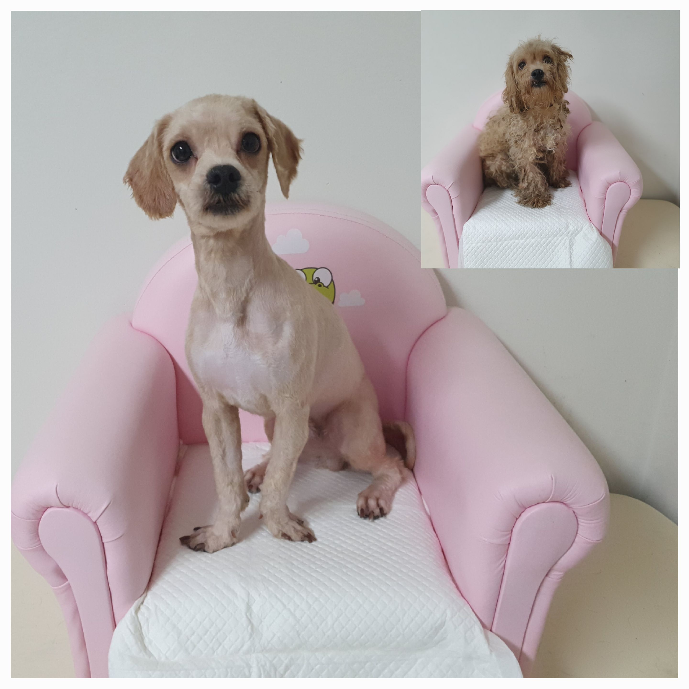 창원유기동물보호소_448567202401365