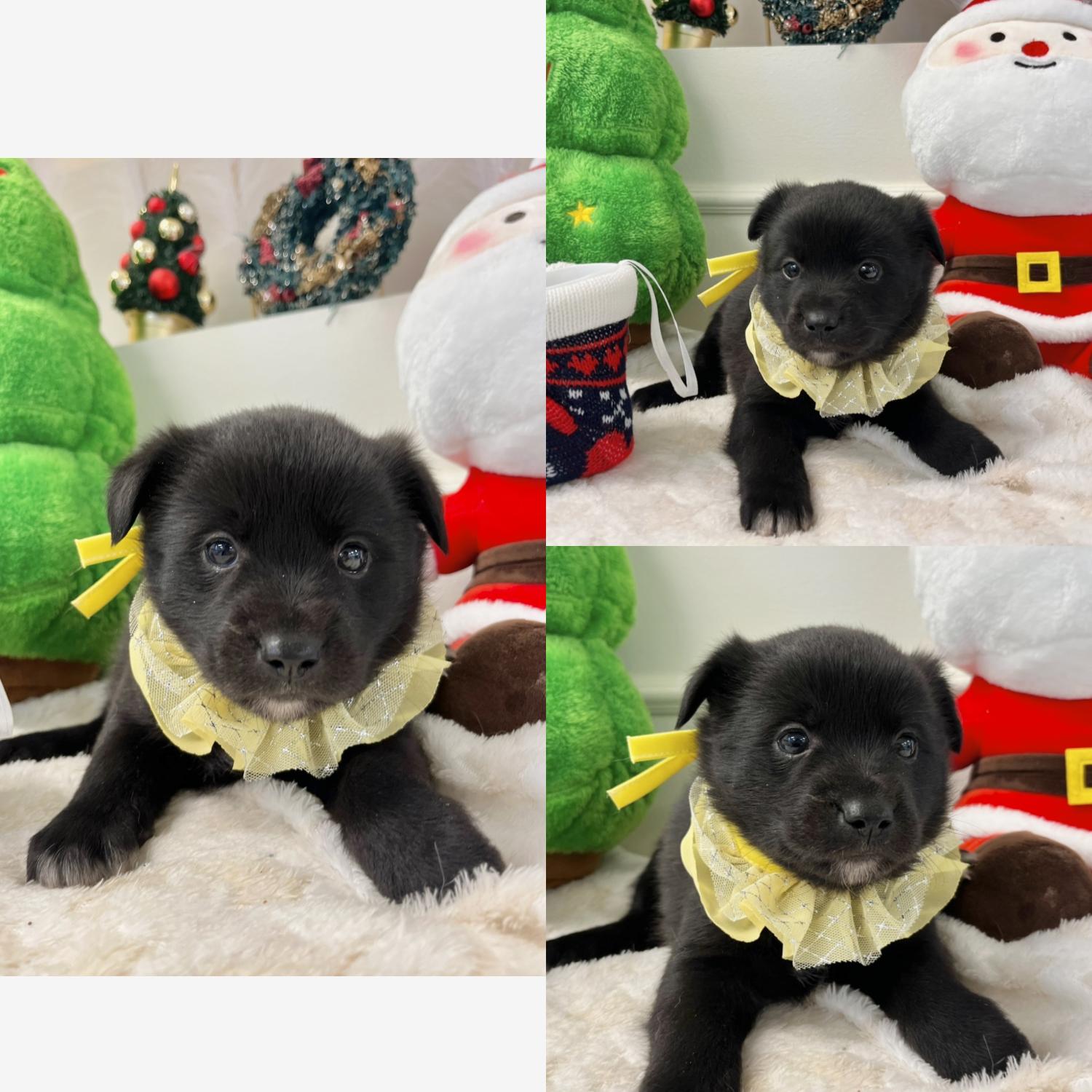 경주동물사랑보호센터_447505202401509
